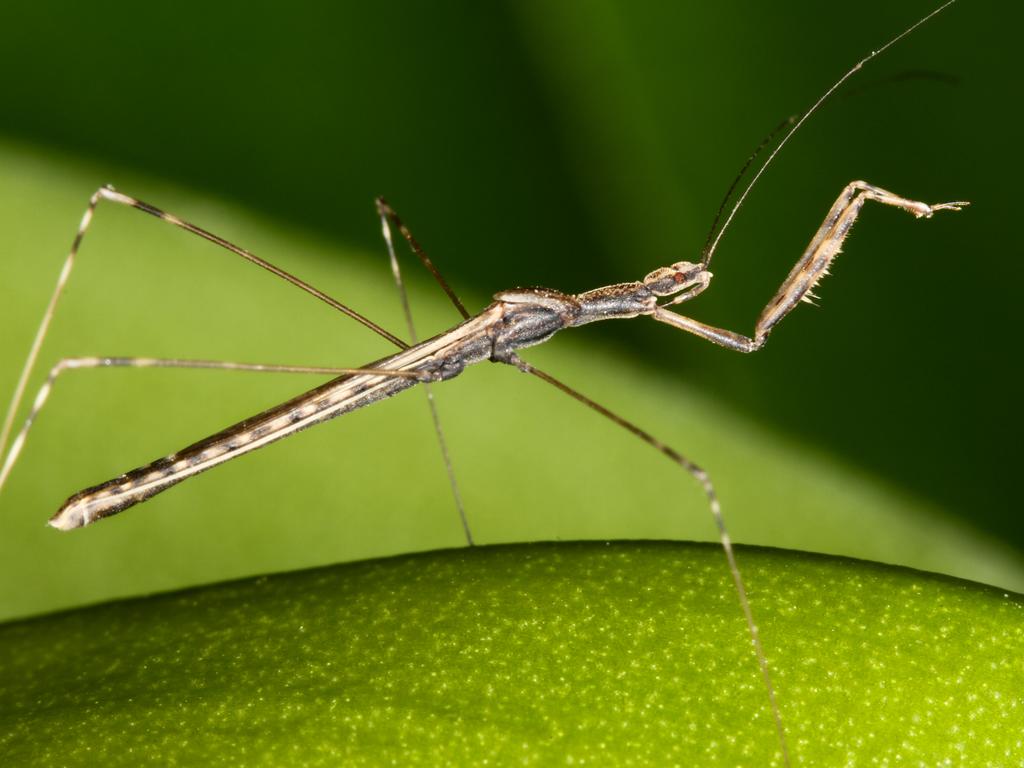 Metapterus linearis © Dragisa Savic Metapterus linearis