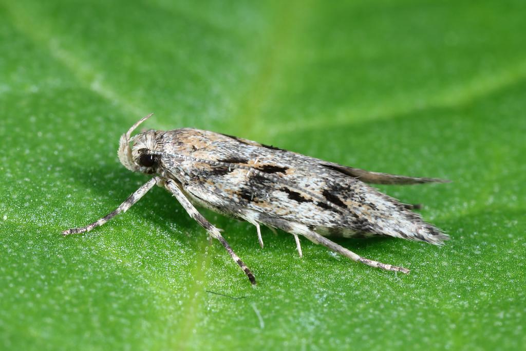 Palpenfalter Sattleria Weibchen © Michel Billard Palpenfalter Sattleria Weibchen