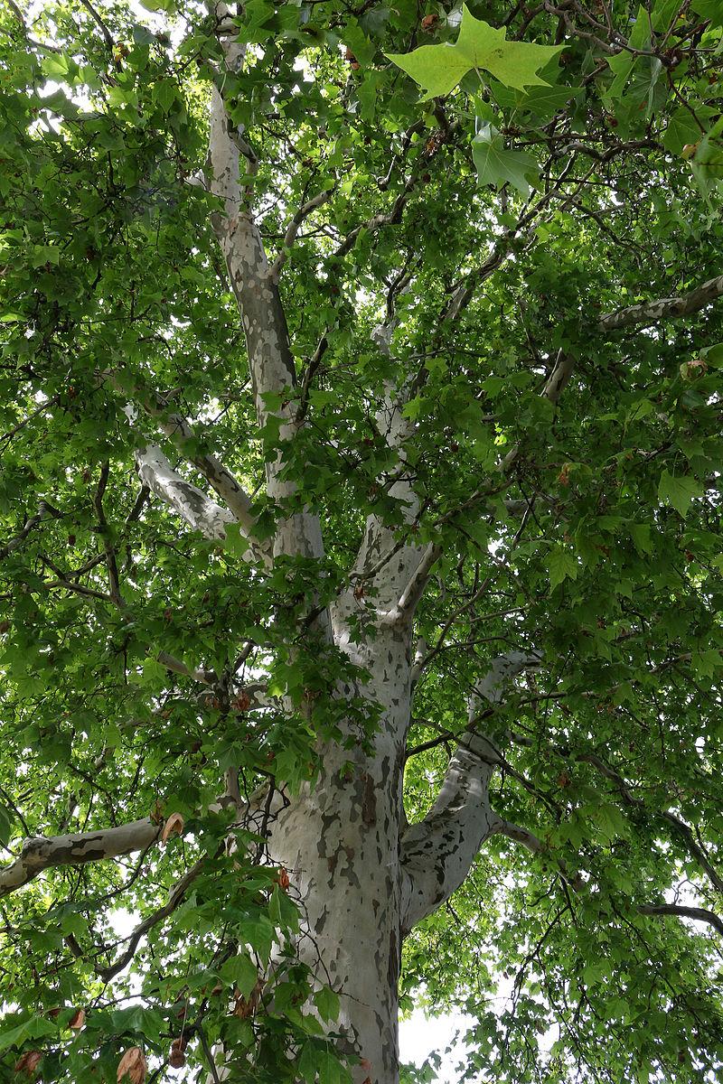 100 jährige Platane in Kleinmünchen / Linz © Haeferl, Linz-Kleinmünchen - Naturdenkmal 593 - Ahornblättrige Platane (Platanus x hispanica) - Blick in die Baumkrone, CC BY-SA 3.0 AT
100 jährige Platane in Kleinmünchen / Linz