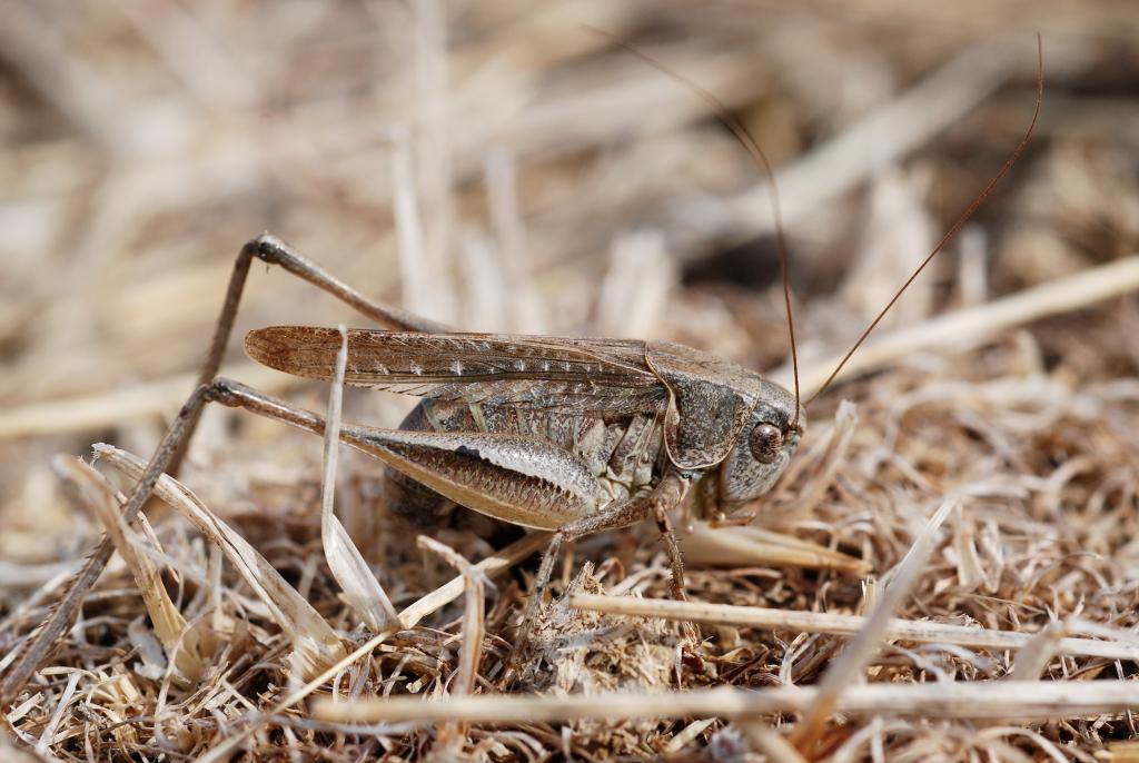 Graue Beissschrecke © Gilles San Martin, Platycleis grisea, CC BY-SA 2.0
Graue Beissschrecke