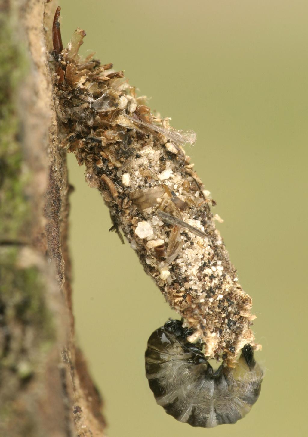 Sackträger dahlica triquetrella Weibchen © Peter Buchner Sackträger dahlica triquetrella Weibchen