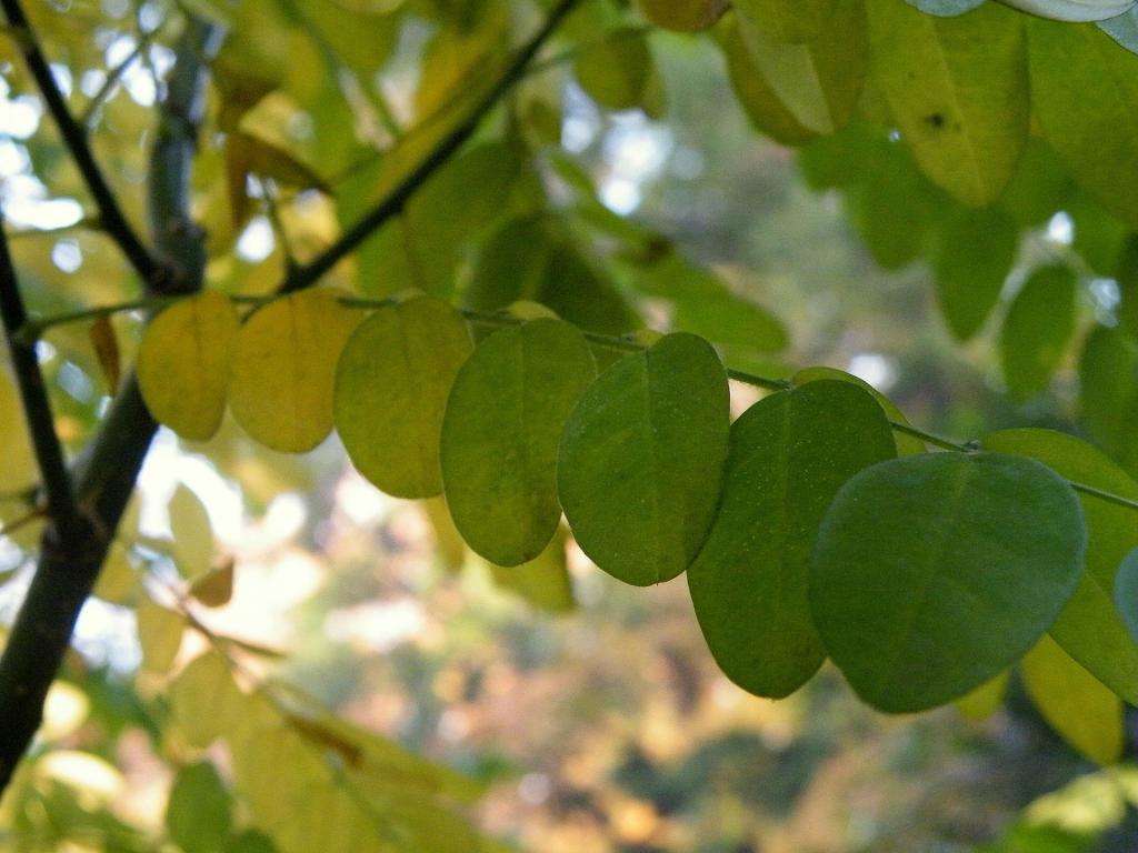 Schnurbaum sophora japonica © Marija Gajić, Sophora japonica var. pendula (1), CC BY-SA 4.0
Schnurbaum