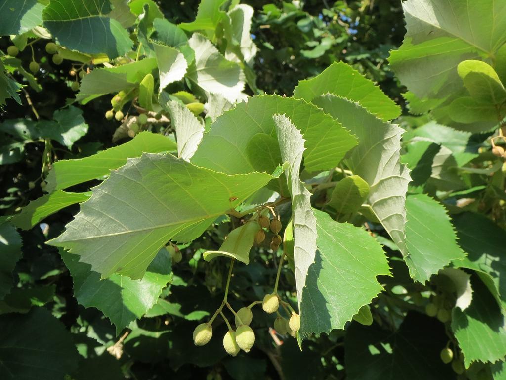 Silber-Linde / Tilia tomentosa © AnRo0002 / Wikimedia Commons (CC0) Silber-Linde / Tilia tomentosa