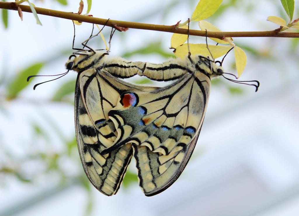 sich paarende Schwalbenschwänze © Marion Jaros sich paarende Schwalbenschwänze