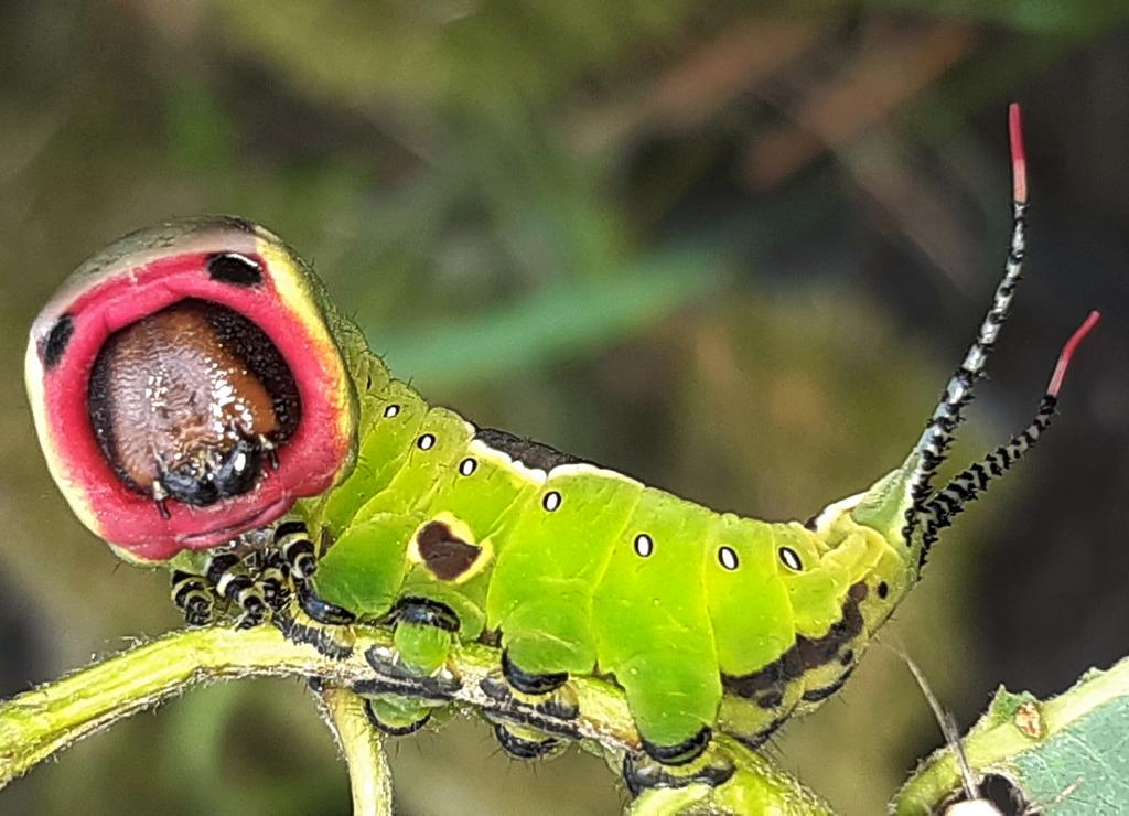 Die ausgewachsene Raupe eines großen Gabelschwanz © Marion Jaros großer gabelschwanz raupe