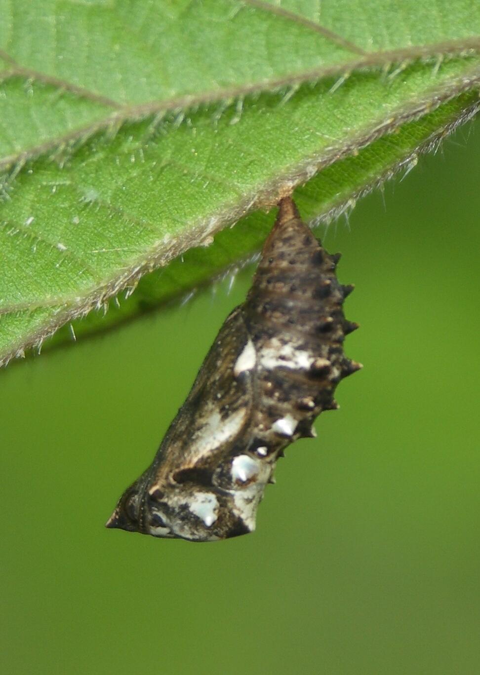 Landkärtchen Puppe