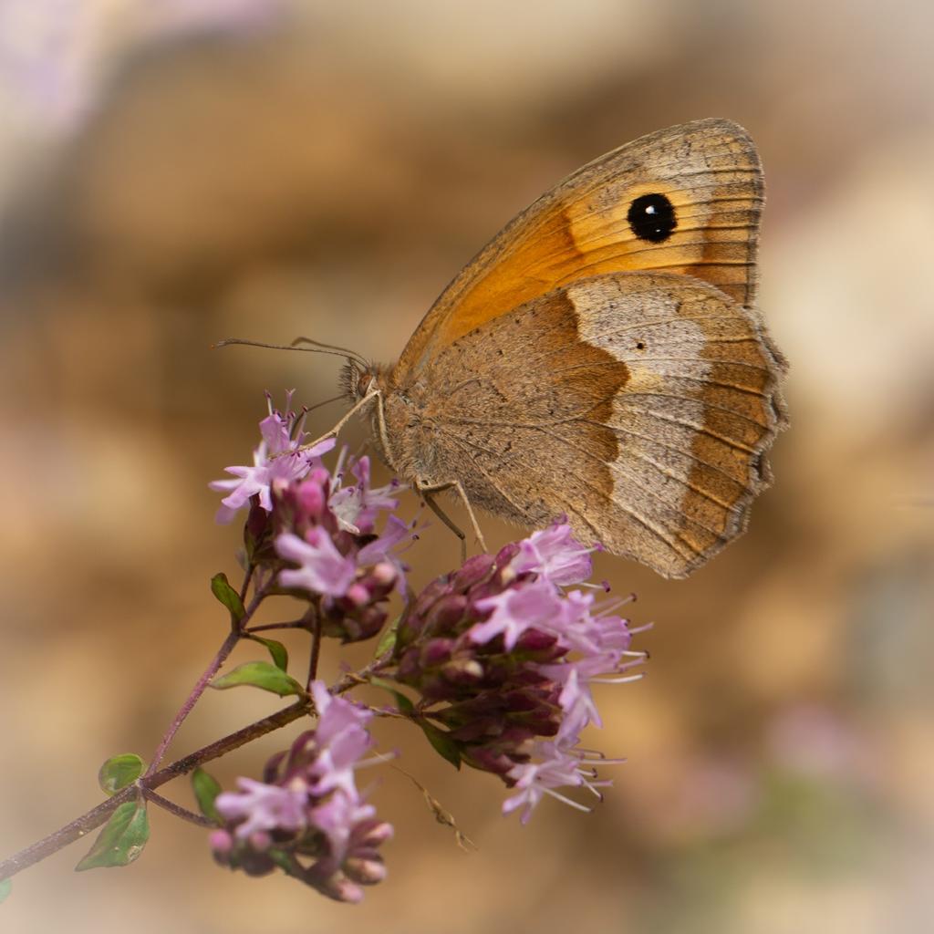 Häufigster Schmetterling 2020, Großes Ochsenauge