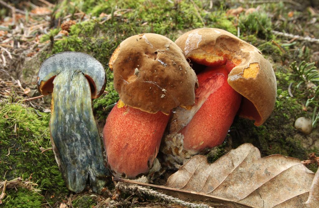 Flockenstieliger Hexenröhrling © Holger Krisp/Wikimedia Commons (CC BY 3.0) Flockenstieliger Hexenröhrling, Fruchtkörper im Moos