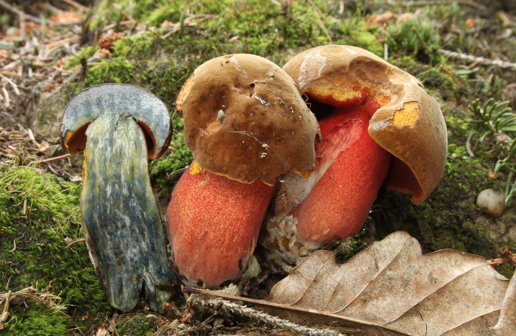 Flockenstieliger Hexenröhrling, Fruchtkörper im Moos