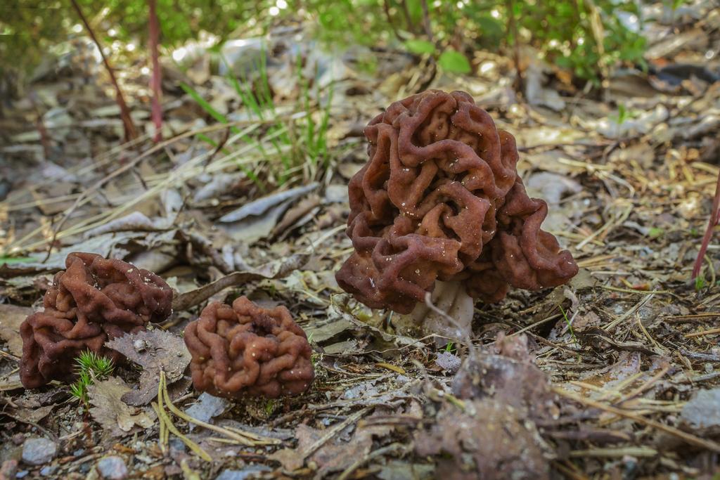 Frühjahrslorchel (Gyromitra esculenta) © sever180 - stock.adobe.com Frühjahrslorchel (Gyromitra esculenta), Fruchtkörper im Wald