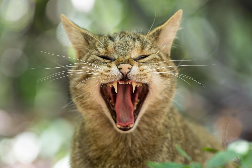 Wildkatze im Portrait © Marc Graf Wildkatze, Portrait Kopf