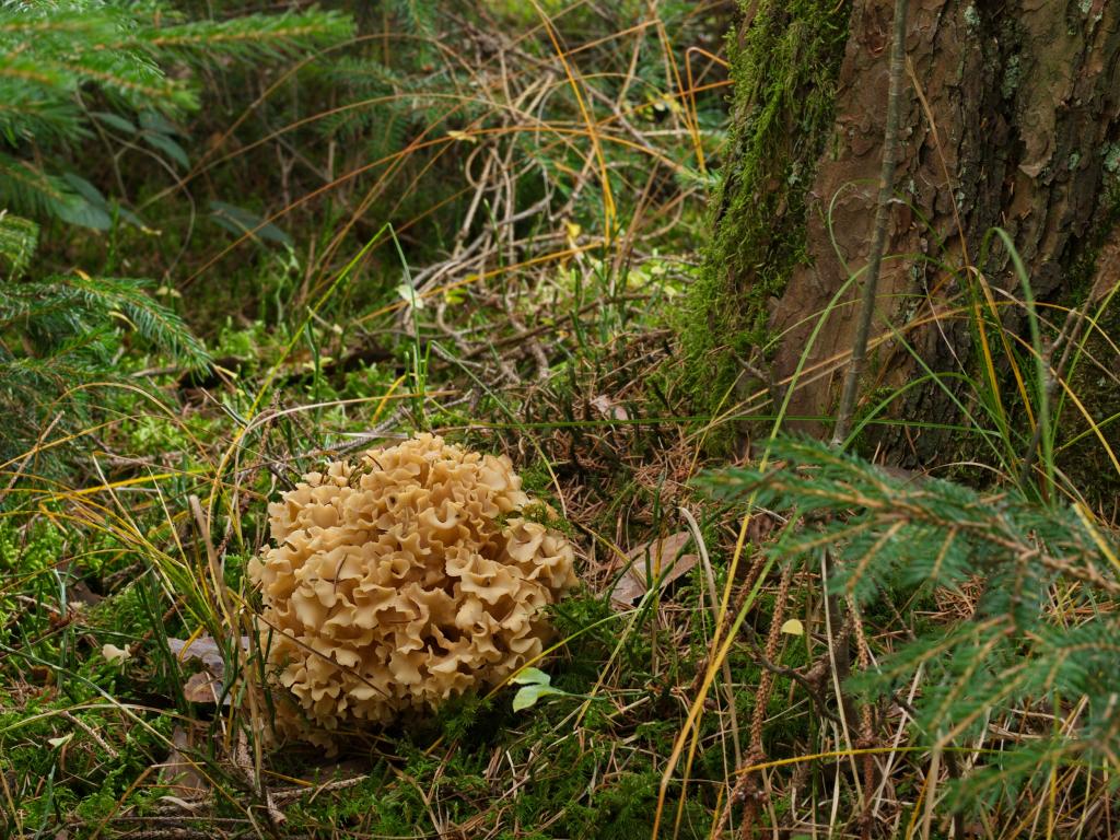 Krause Glucke © Andreas Kunze, Sparassis crispa 2015-11-14, CC BY-SA 3.0
Fruchtkörper einer Krausen Glucke