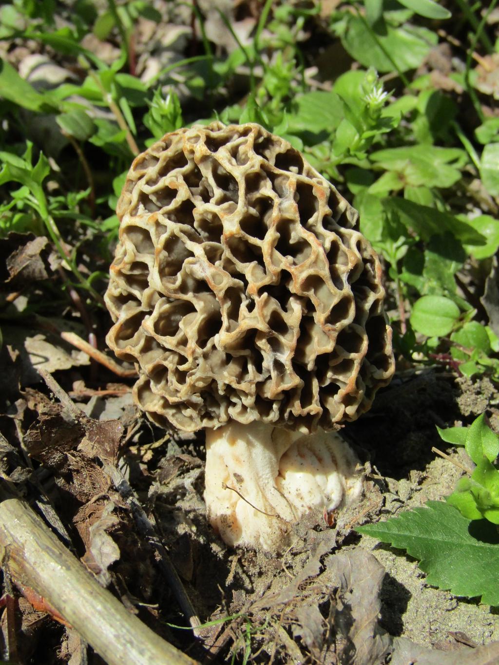 Speise-Morchel © Christian Apschner Speise-Morchel, Fruchtkörper im Wald