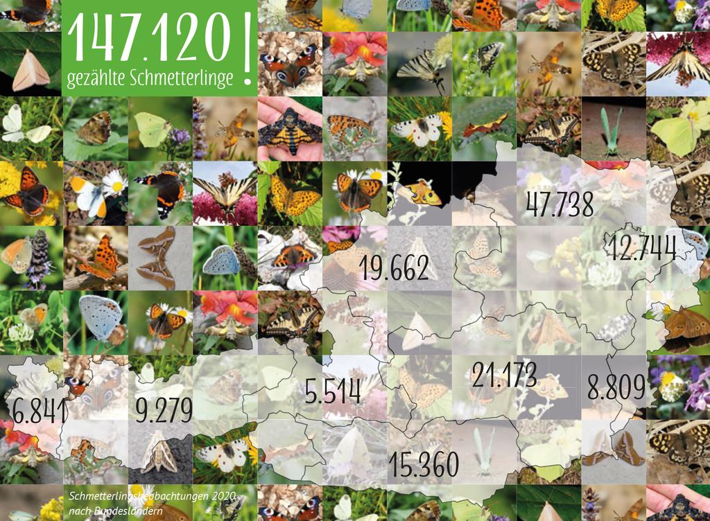 Titelbild Jahresauswertung Schmetterlingsapp 2020