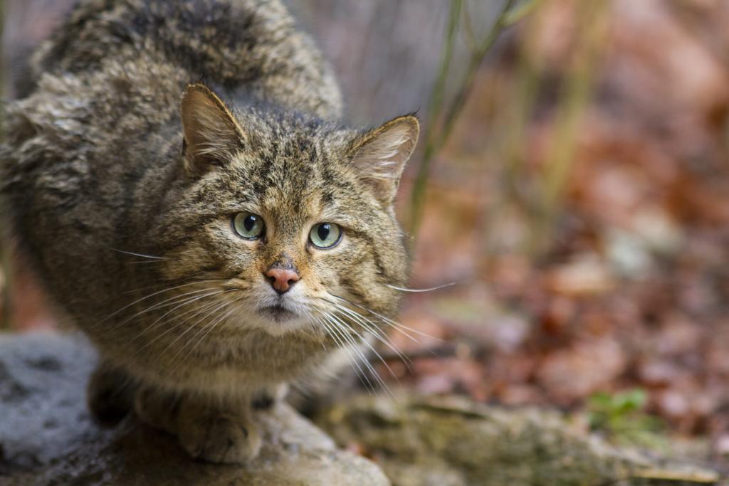 Wildkatze im Gehege des Nationalparks Bayerischer Wald