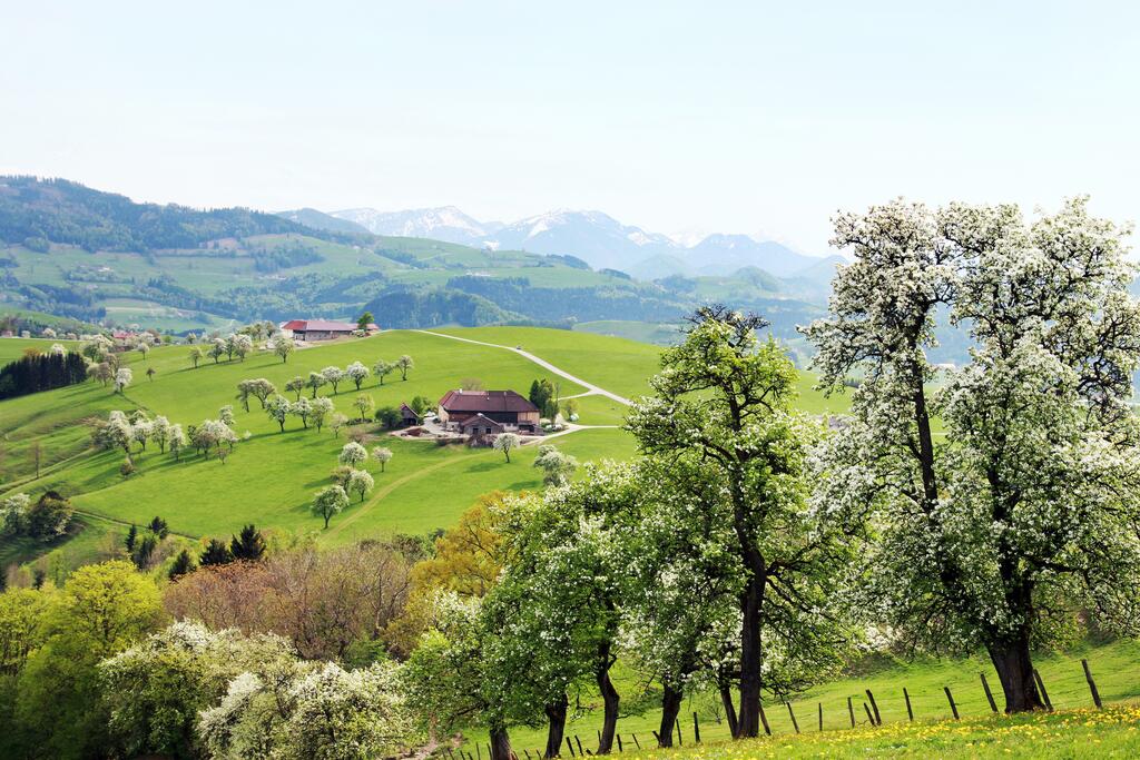 Landschaftbild vom Mostviertel in der Blütezeit