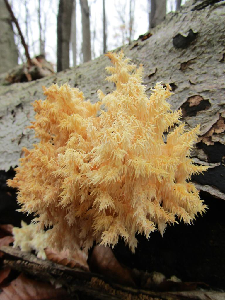 Ästiger Stachelbart - hericium-coralloides © Christian Apschner Ästiger Stachelbart - hericium-coralloides