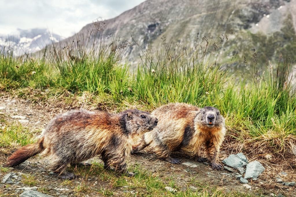 Murmeltiere bei der Kaiser-Franz-Josefs-Höhe © Ingo Bartussek / www.shutterstock.com Murmeltiere