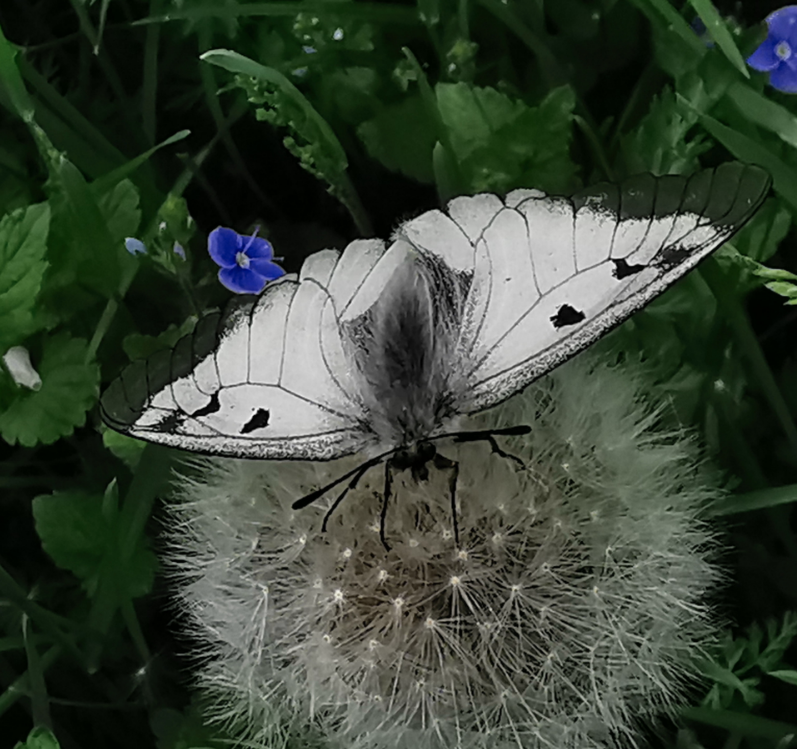 Schwarzer Apollofalter © Anna Rußwurm Schwarzer Apollofalter