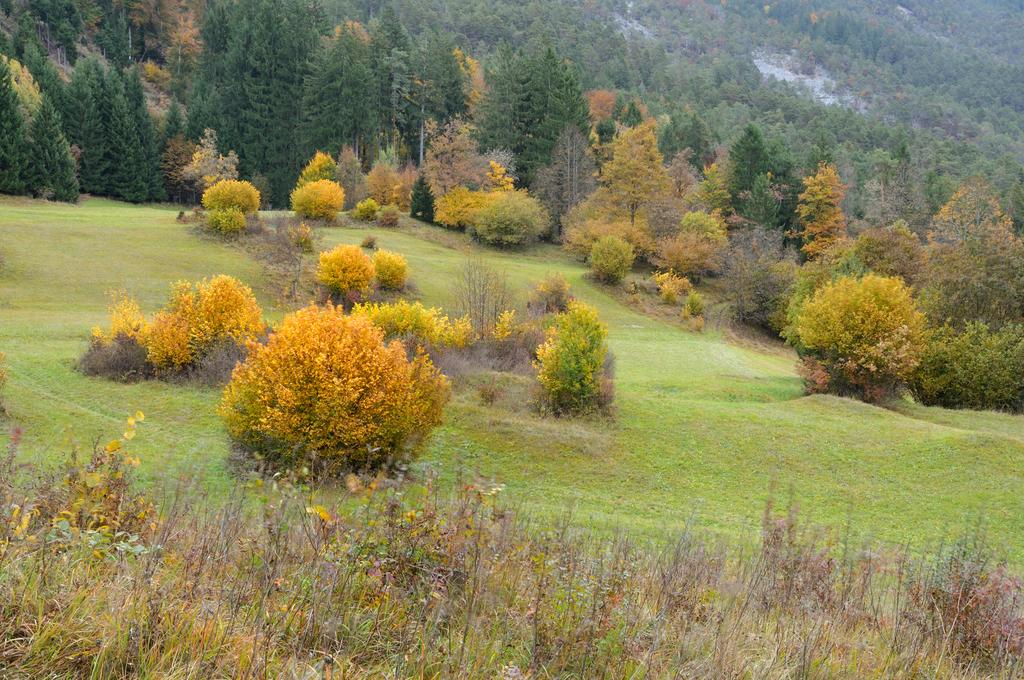 Typische Saftlingswiese auf der Weinitzen in Kärnten © Gernot Friebes Saftlingswiese