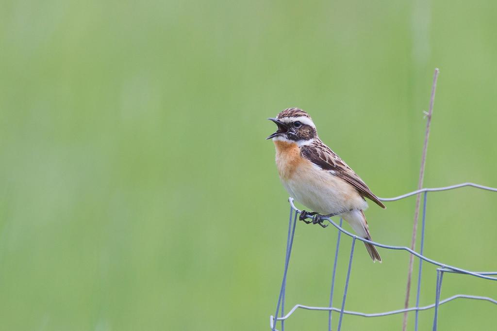 Braunkehlchen auf Ansitzwarte