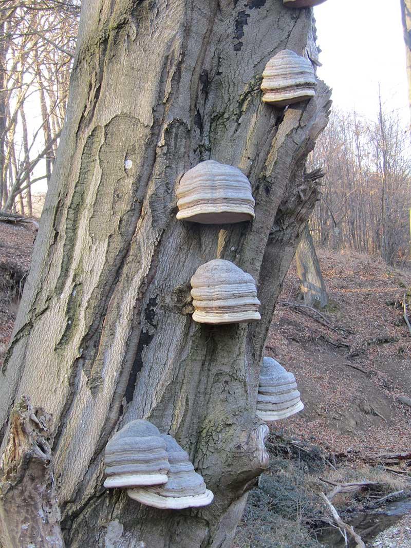 Zunderschwämme © Christian Apschner Zunderschwamm