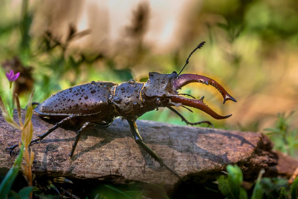 Hirschkäfer © Rudmer Zwerver/shutterstock.com Hirschkäfer auf dem Waldboden