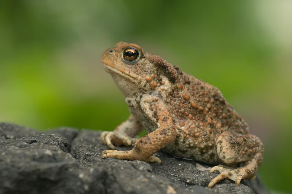 Erdkröte © Marek R. Swadzba/stock.adobe.com Erdkröte, Seitenansicht