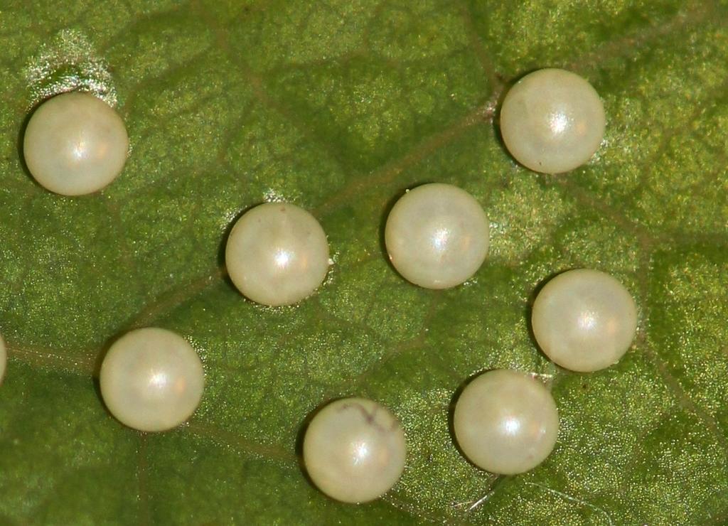 Eier des Osterluzeifalters © Marion Jaros Eier des Osterluzeifalters