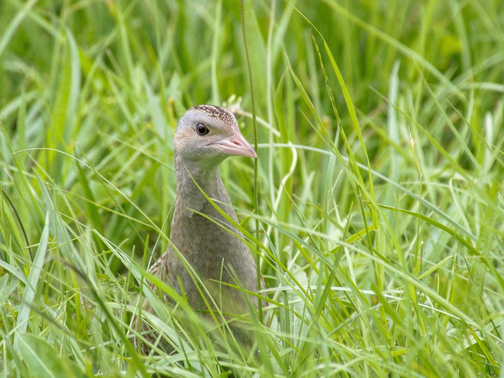 Zu sehen ist ein Wachtelkönig im Gras