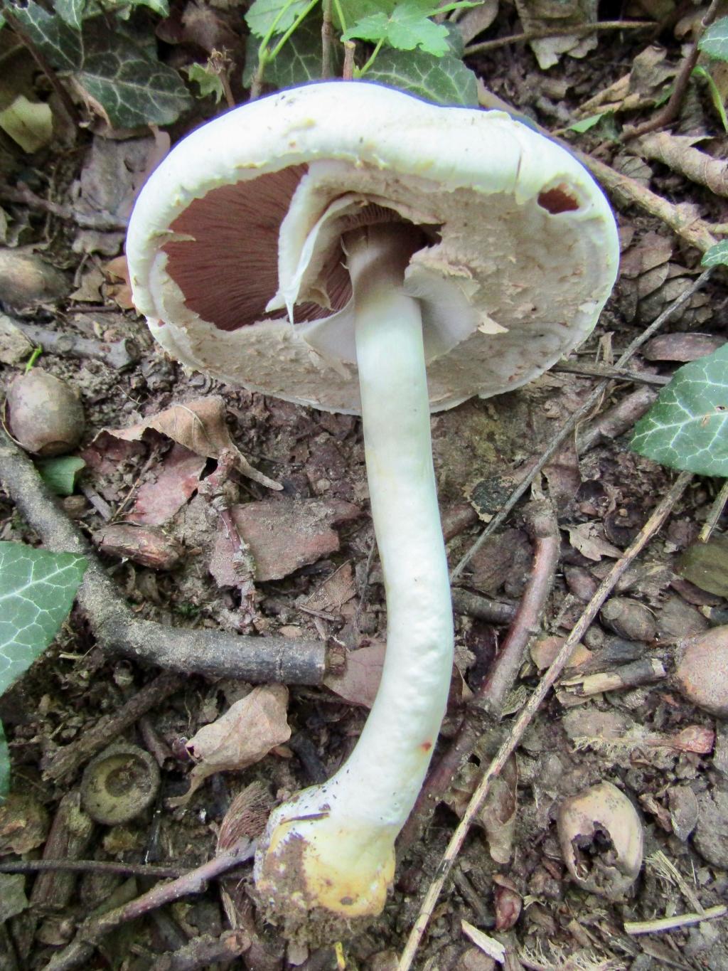 Durch Reiben an der Stielbasis wird die auffällige chromgelbe Verfärbung sichtbar. © Christian Apschner Karbol-Champignon liegend auf dem Boden, die rosa Lamellen auf der Hutunterseite sind sichtbar.