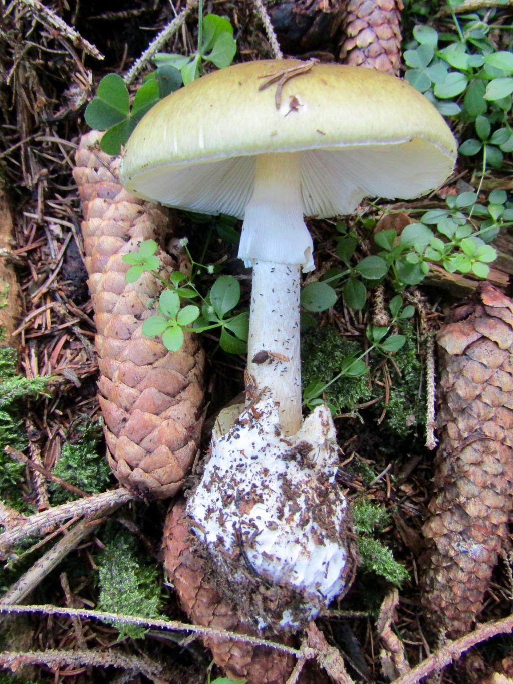 © Christian Apschner Grüner Knollenblätterpilz, geplückt, auf dem Waldboden zwischen Fichtenzapfen
