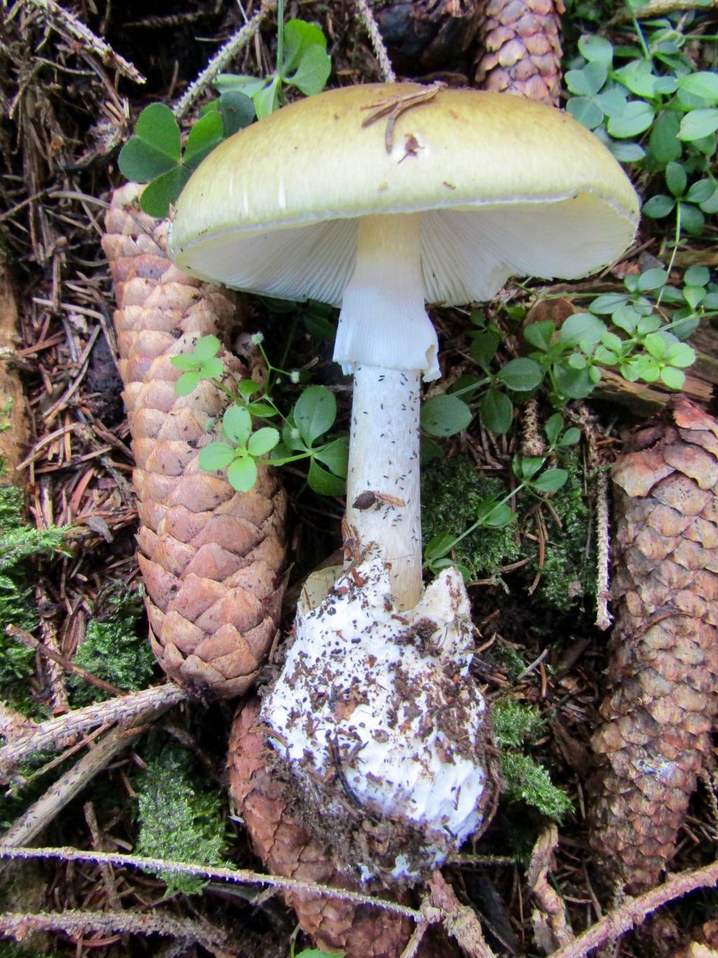 Grüner Knollenblätterpilz, geplückt, auf dem Waldboden zwischen Fichtenzapfen