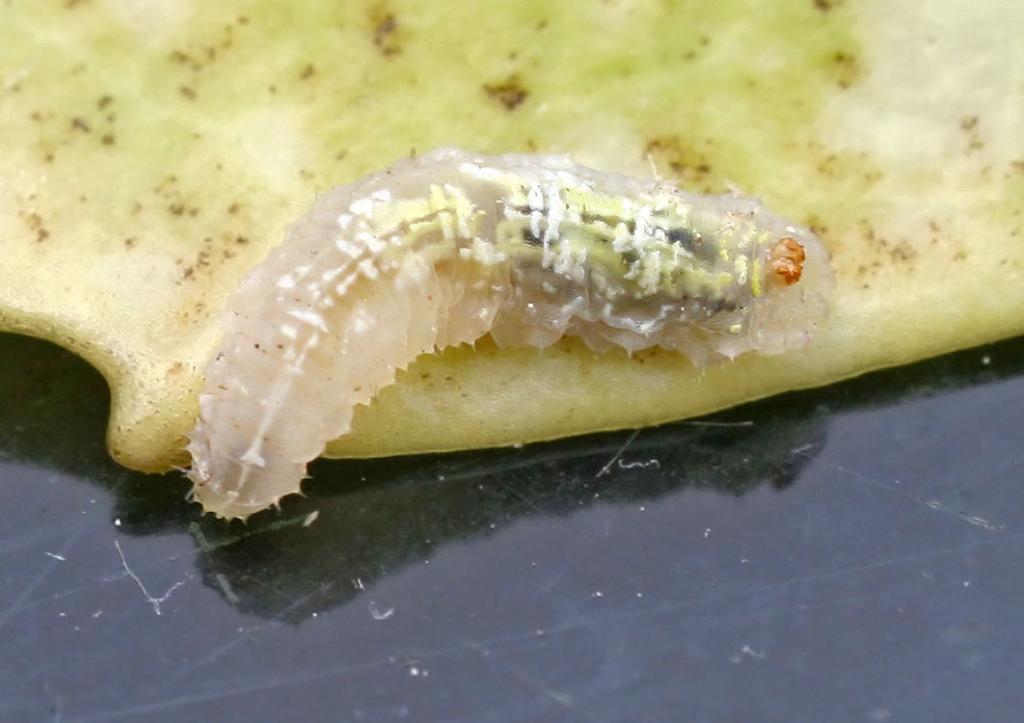Die durchscheinenden Larven der Schwebfliege fressen Blattläuse. © entomart Larve einer Hain-Schwebfliege