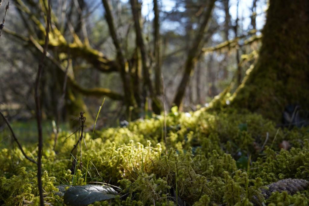 © Ramona Cech Moos am Waldboden