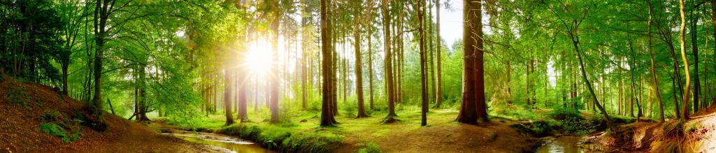 Wald im Sonnenlicht