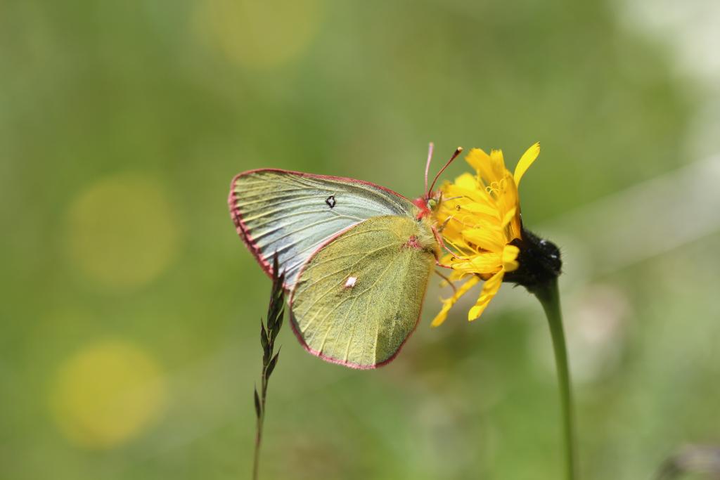 Futterpflanze der Raupen des Hochmoor-Gelblings ist die Rauschbeere, damit ist die Art eng an Moore gebunden. © Ralf Malzer/Schmetterlingsapp.at Hochmoor-Gelbling