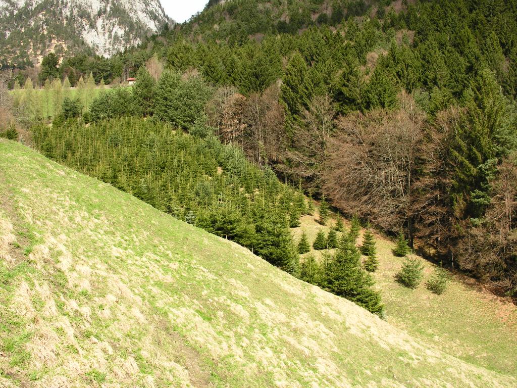 Aufforstung von Magerwiesen mit Fichten © Peter Huemer Aufforstung von Magerwiesen mit Fichten