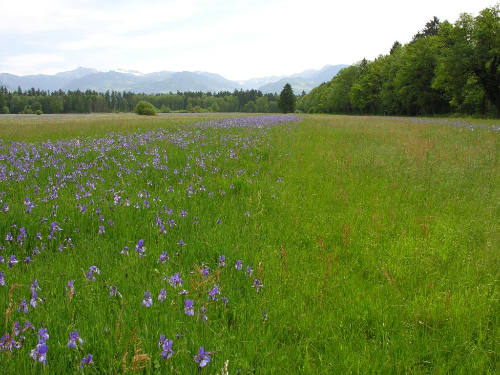 Extensive Streuwiese (links) versus Graswüste (rechts)