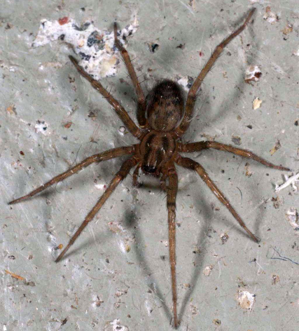 Hauswinkelspinne © Magne Flåten, Tegenaria domestica-f, CC BY-SA 3.0
Hauswinkelspinne