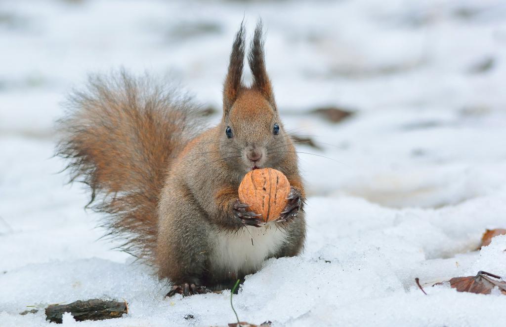 Eichhörnchen mit Nuss im Schnee