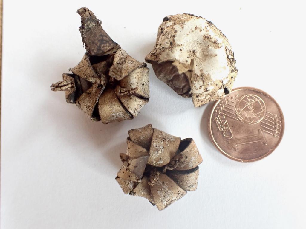 Geastrum corollinum © Christian Apschner Geastrum corollinum