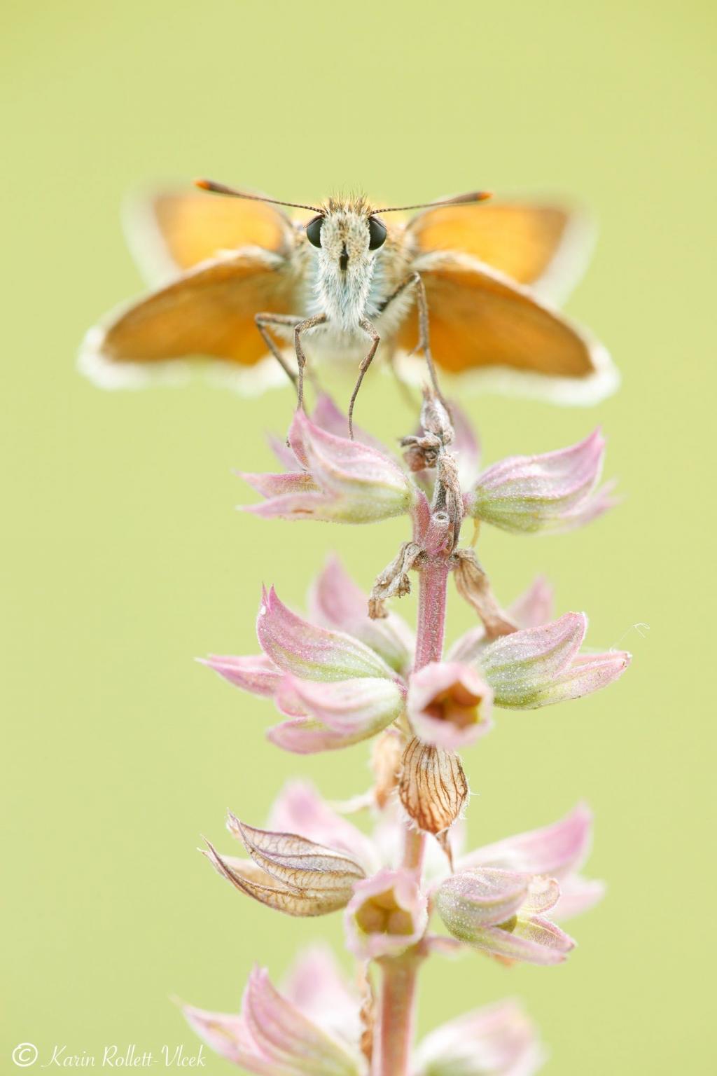 © © Schmetterlingsapp/Karin Rollett-Vlcek Braunkolbiger Braun-Dickkopffalter, ein orangener Schmetterling