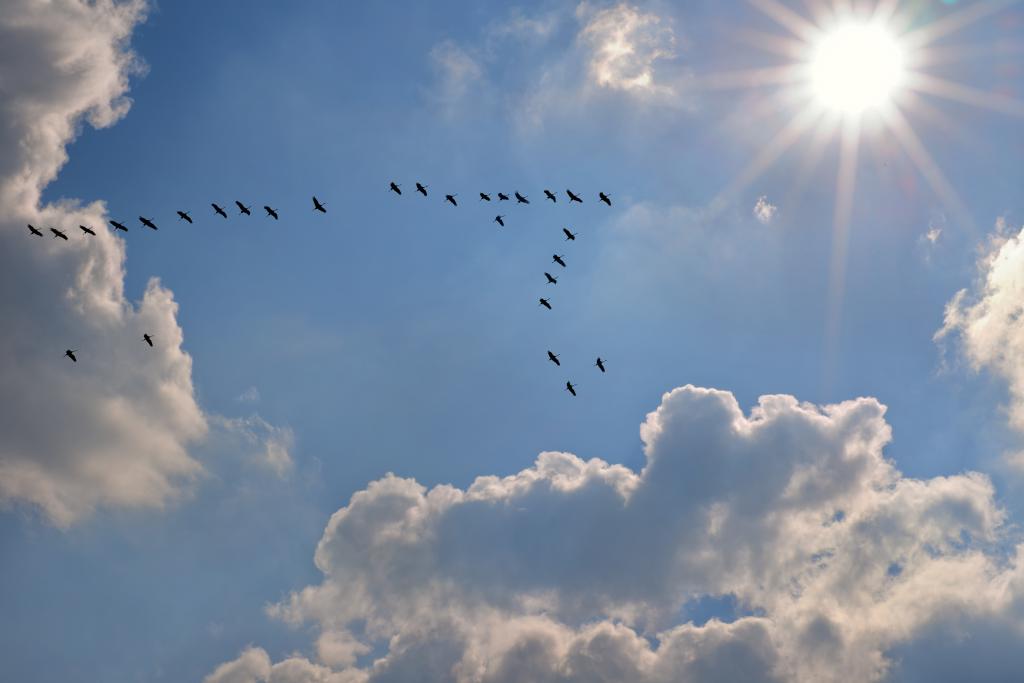 Zugvögel am sonnigen Himmel
