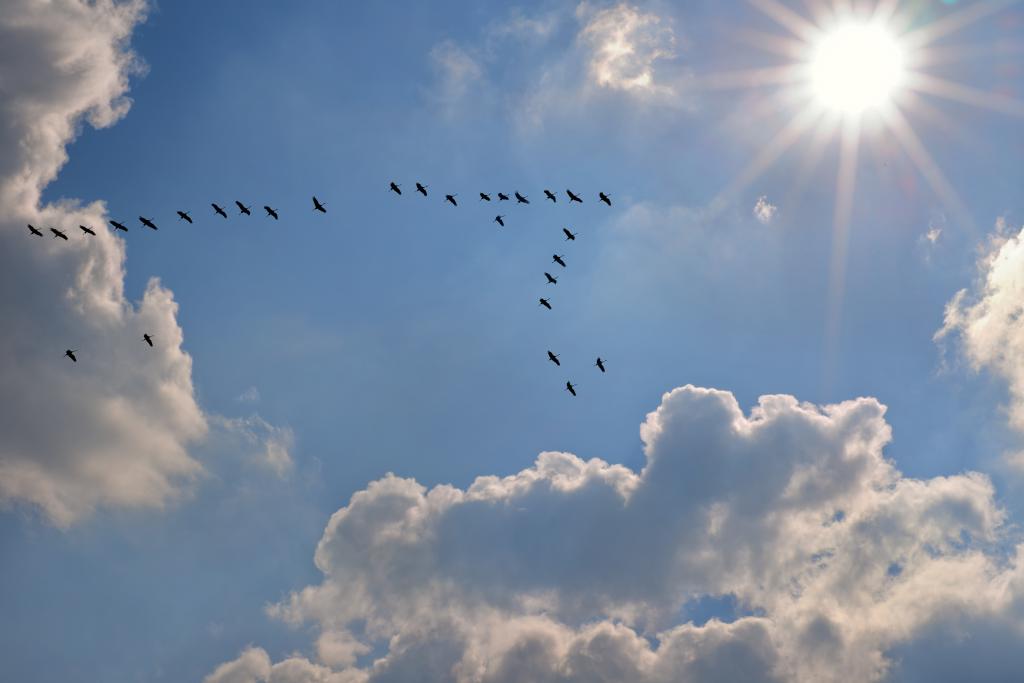 Zugvögel © rebel / www.adobestock.com Zugvögel am sonnigen Himmel