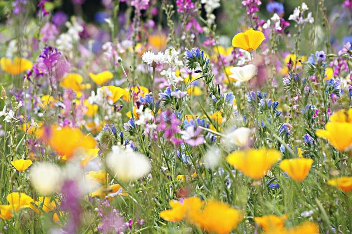 Der Klimawandel und dessen Auswirkungen auf Arten im Mittelpunkt der Forschung © Marik Lengauer / EyeEm / www.gettyimages.com Wiese mit Wildblumen