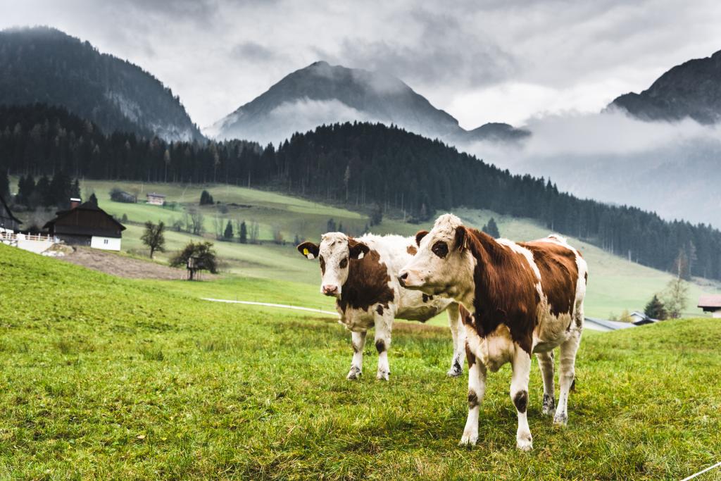 Schöne  Kühe auf einer Alm