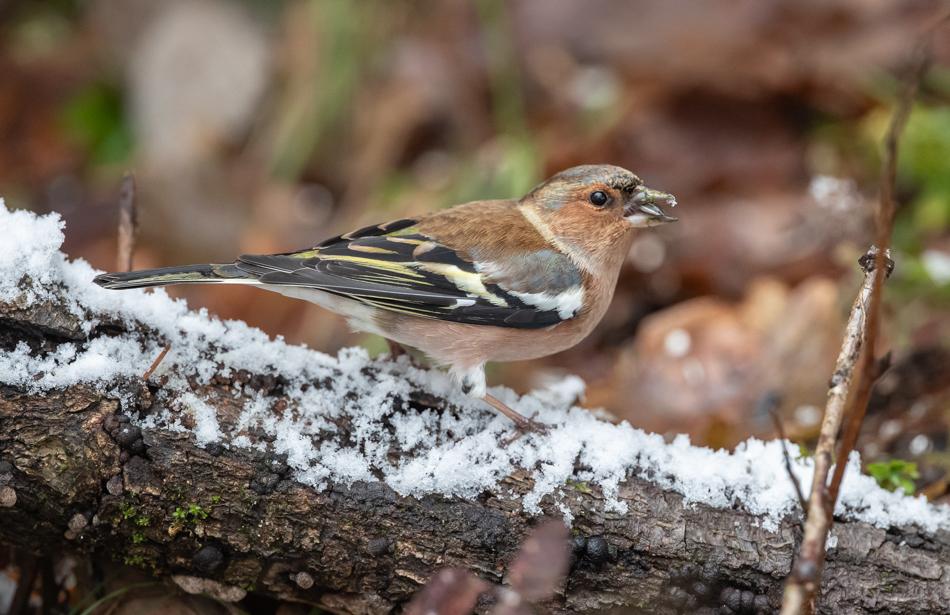 Buchfink © Gebhard Brenner/BirdLife Buchfink auf beschneitem Ast