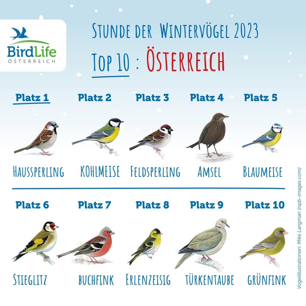 Top 10 der Stunde der Wintervögel 2023