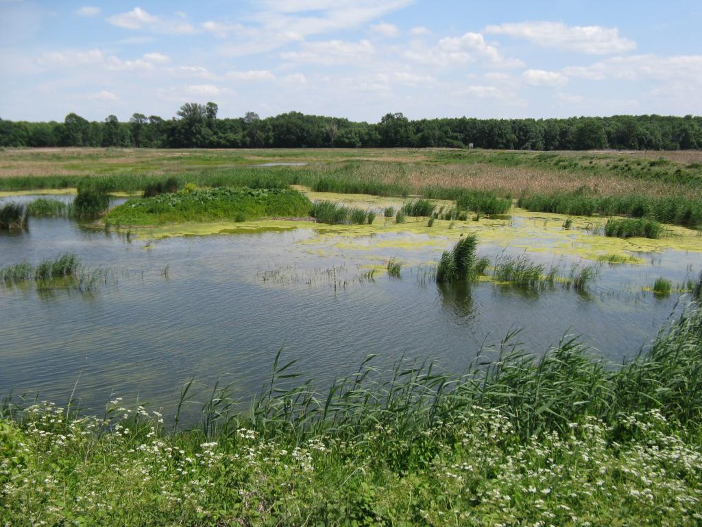 Feuchtgebiet in den March-Thaya-Auen